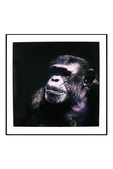 Maleri i Glass Sjimpanse